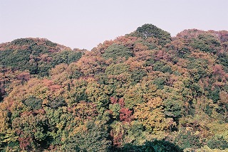 円海山の森林植生の相観