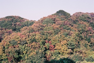 円海山の森林植生