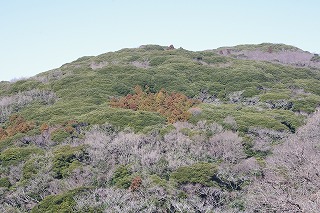 大楠山のマテバシイ植林