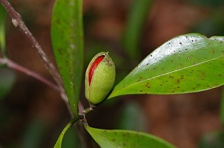 モクレイシの実