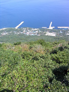 利島の山頂部の森林植生